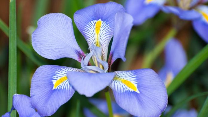 winter flowers