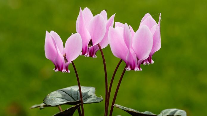 winter flowers