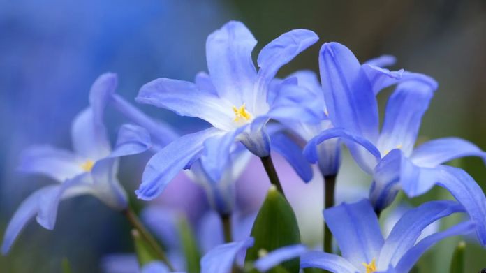 winter flowers