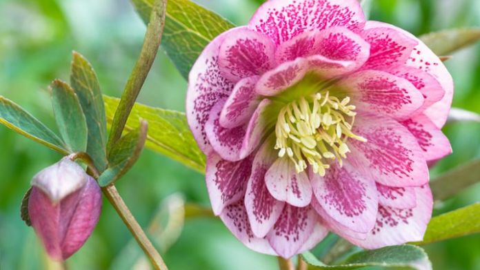 winter flowers