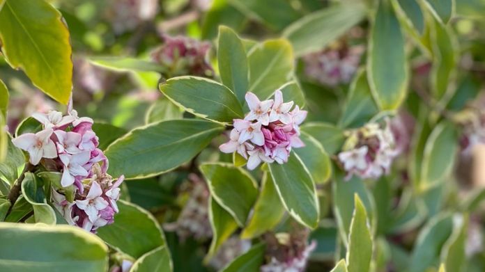 winter flowers