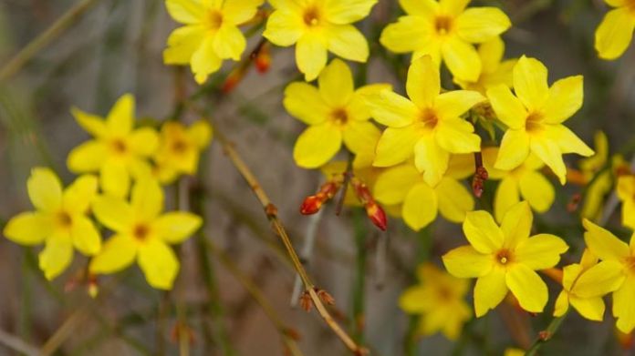 winter flowers