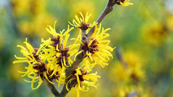 winter flowers