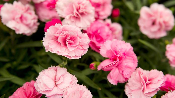 english garden plants