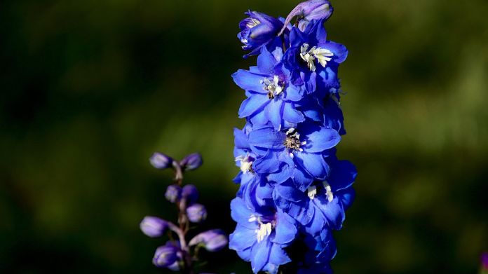 english garden plants