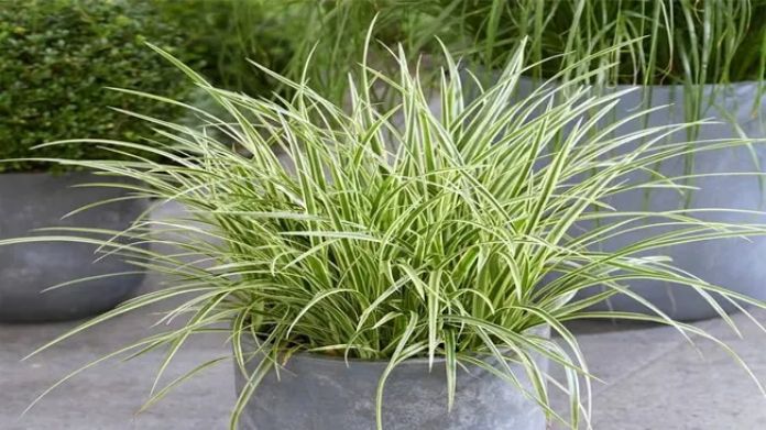 japanese sedge