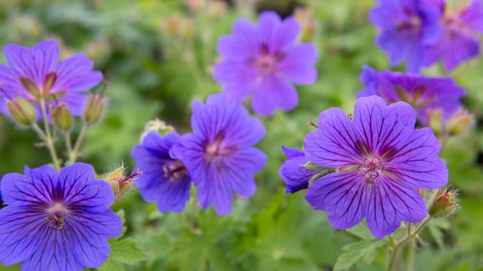 english garden plants