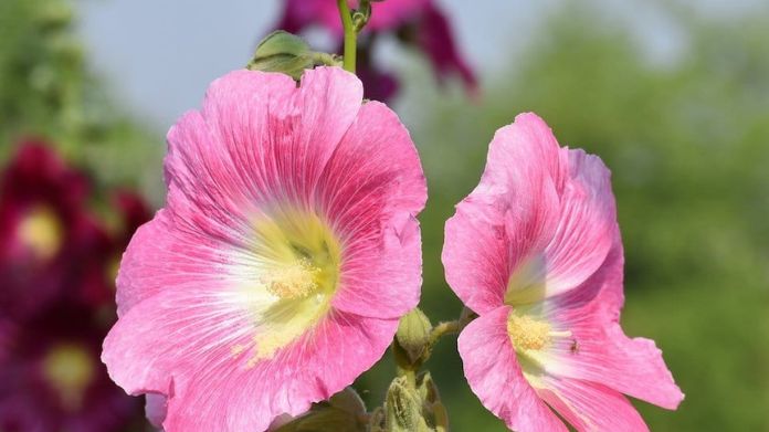 english garden plants