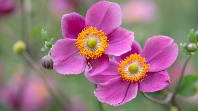 english garden plants