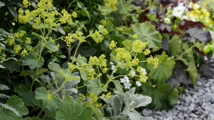 english garden plants