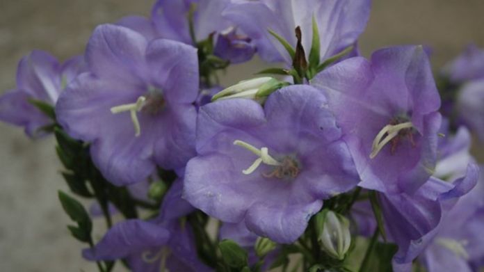 english garden plants